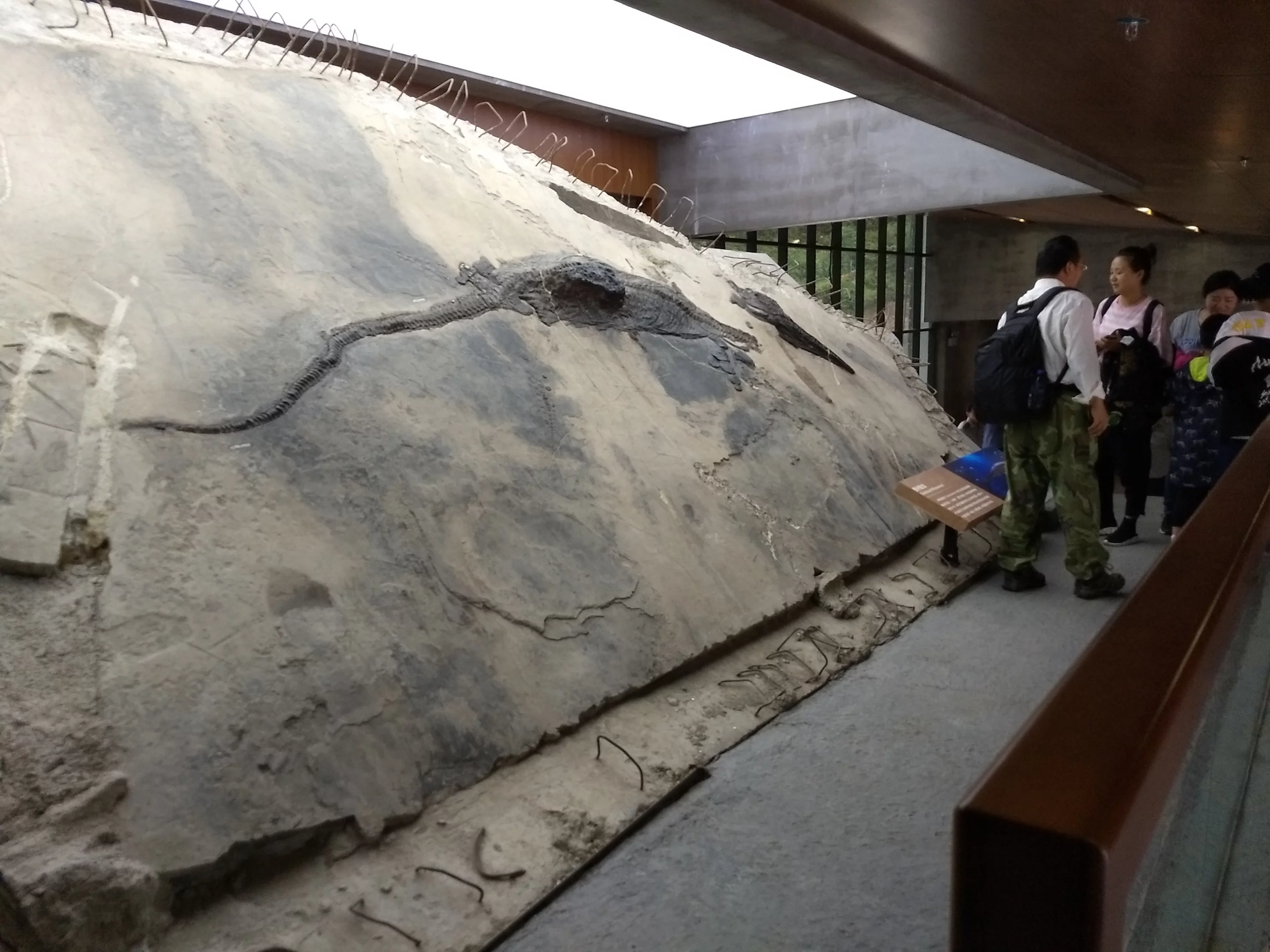 The ichthyosaur on display, with the stomach contents seen as a block extending from the body