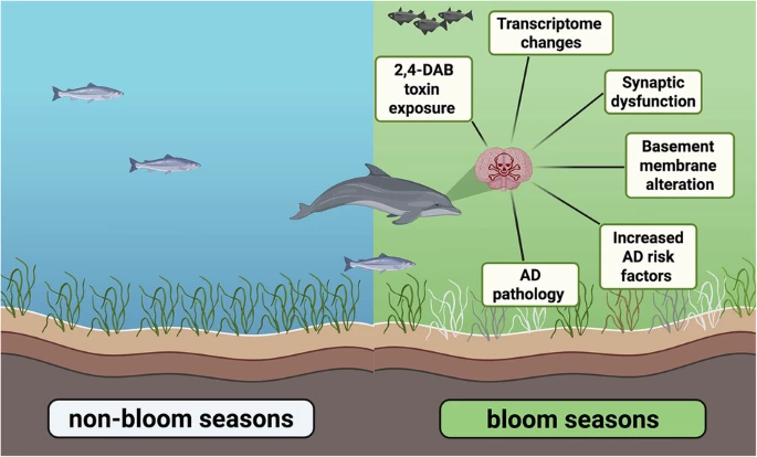 The research links the brain abnormalities in the dolphins to toxic algae blooms that are more frequent due to climate change
