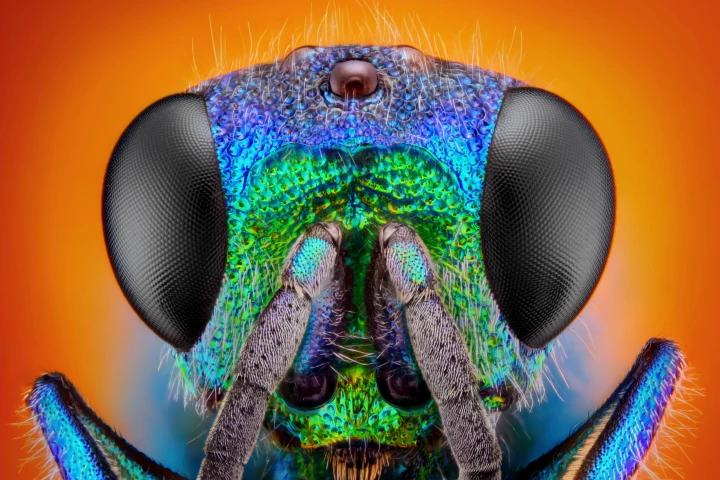 Scientists discover the secret aging power of wasps
