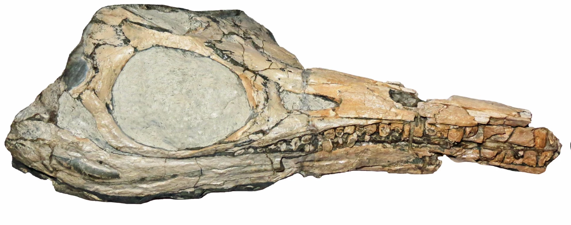A Protoichthyosaurus skull, where some of the differences lie between it and the related species, Ichthyosaurus