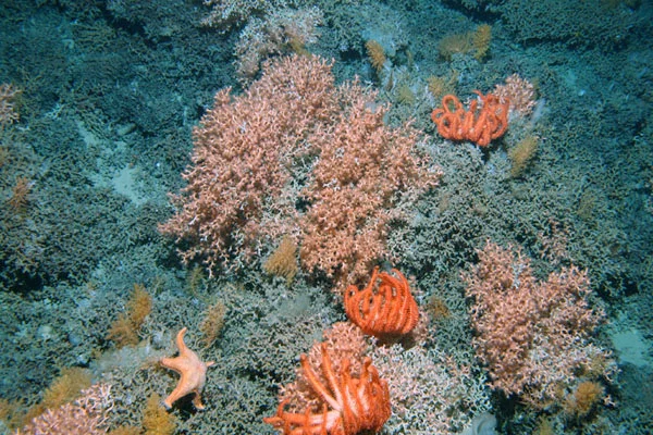 Colorful coral at 1000 meters (Photo NIWA)