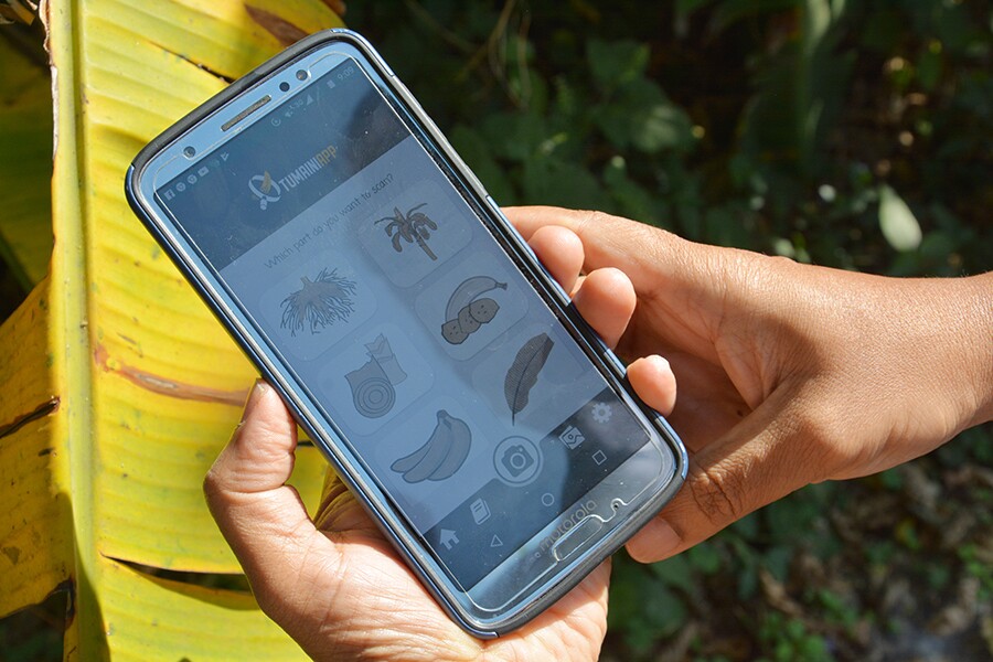 The new AI app uses image recognition and deep learning to combat banana diseases and pests