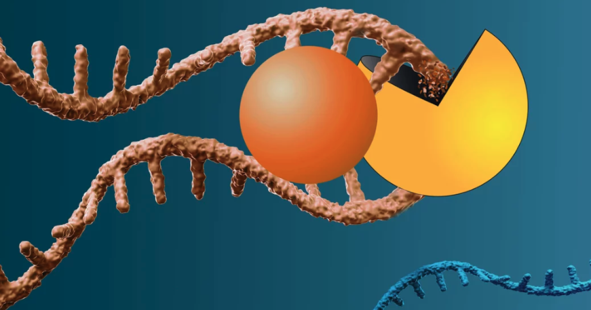 New molecule chops up RNA of "undruggable" common cancer-causing gene