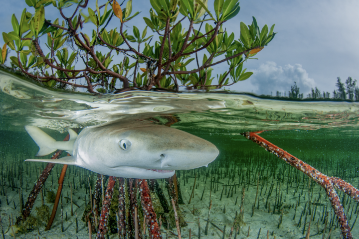 "A Lemon's Life," depicting a juvenile lemon shark in the Bahamas, was the winner of the Mangroves & Underwater category of the 2023 Mangrove Photography Awards
