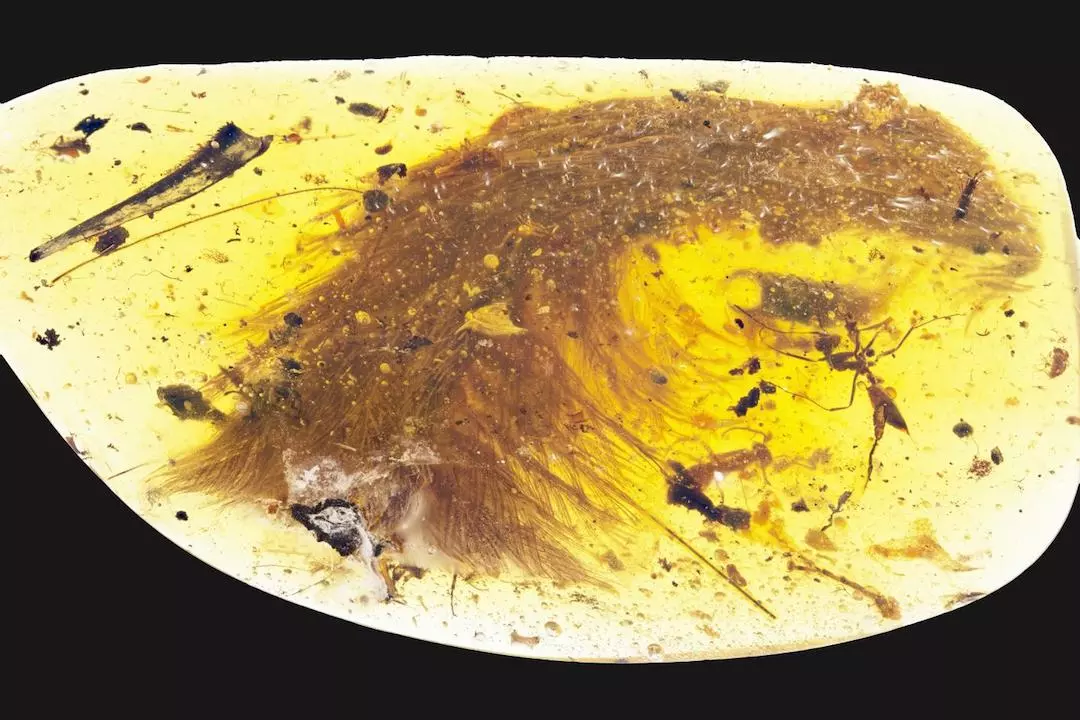 The amber preserved the feathers and the soft tissue of the dinosaur's tail, allowing the scientists to study the evolution of feathers and pinpoint the species