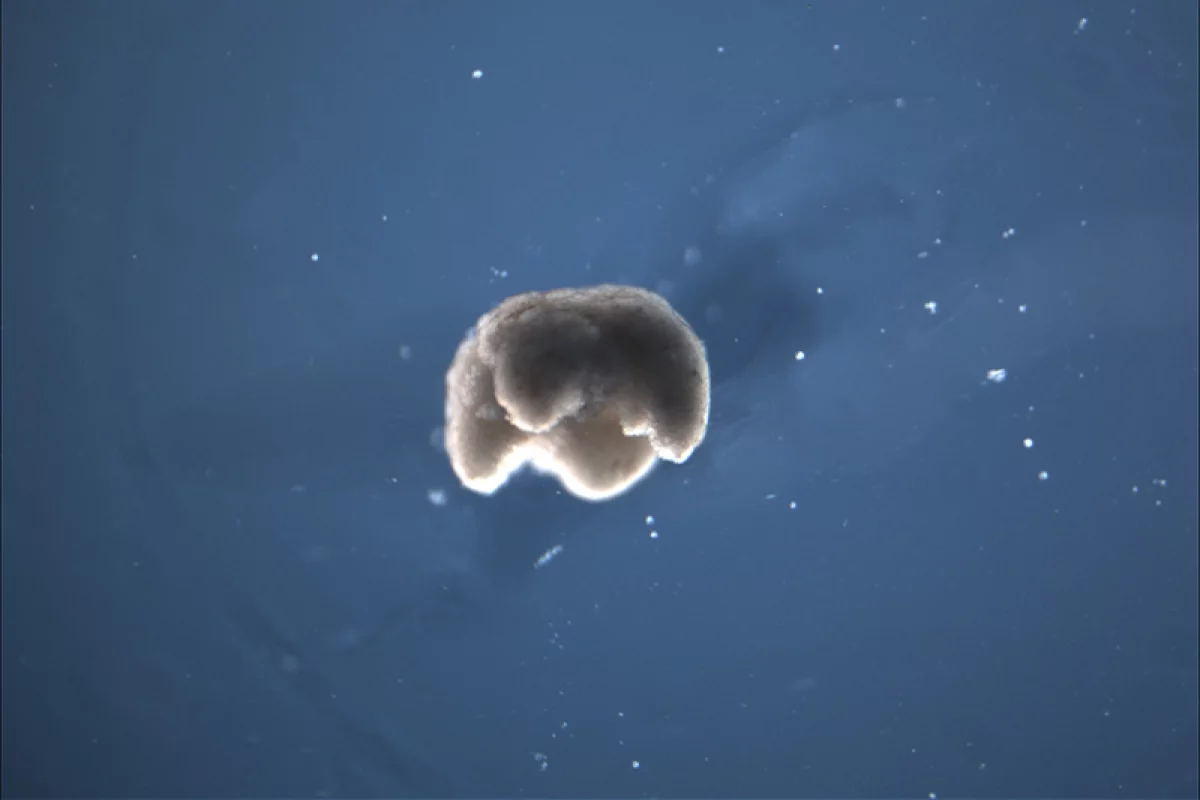 This living organism was designed by a supercomputer and assembled in the lab