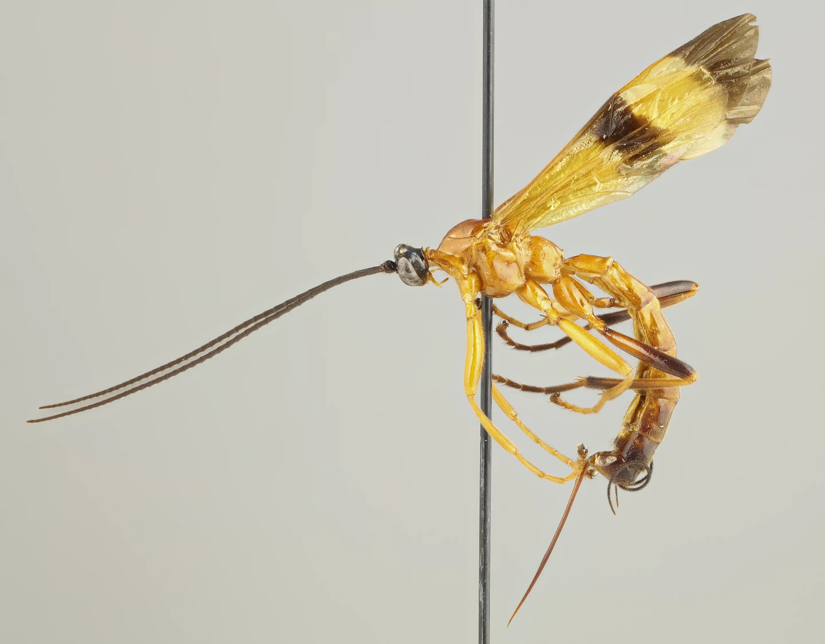15 new species of Acrotaphus wasps have been discovered, which prey on spiders