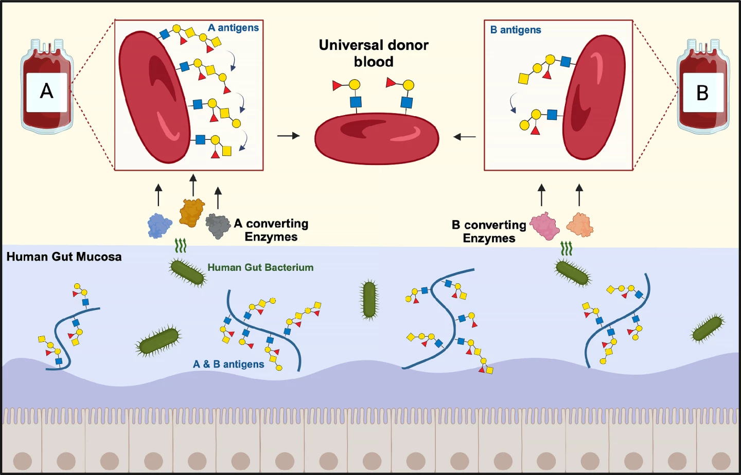 Schematic of how bacterial enzymes converted A and B group red blood cells to universal donor blood