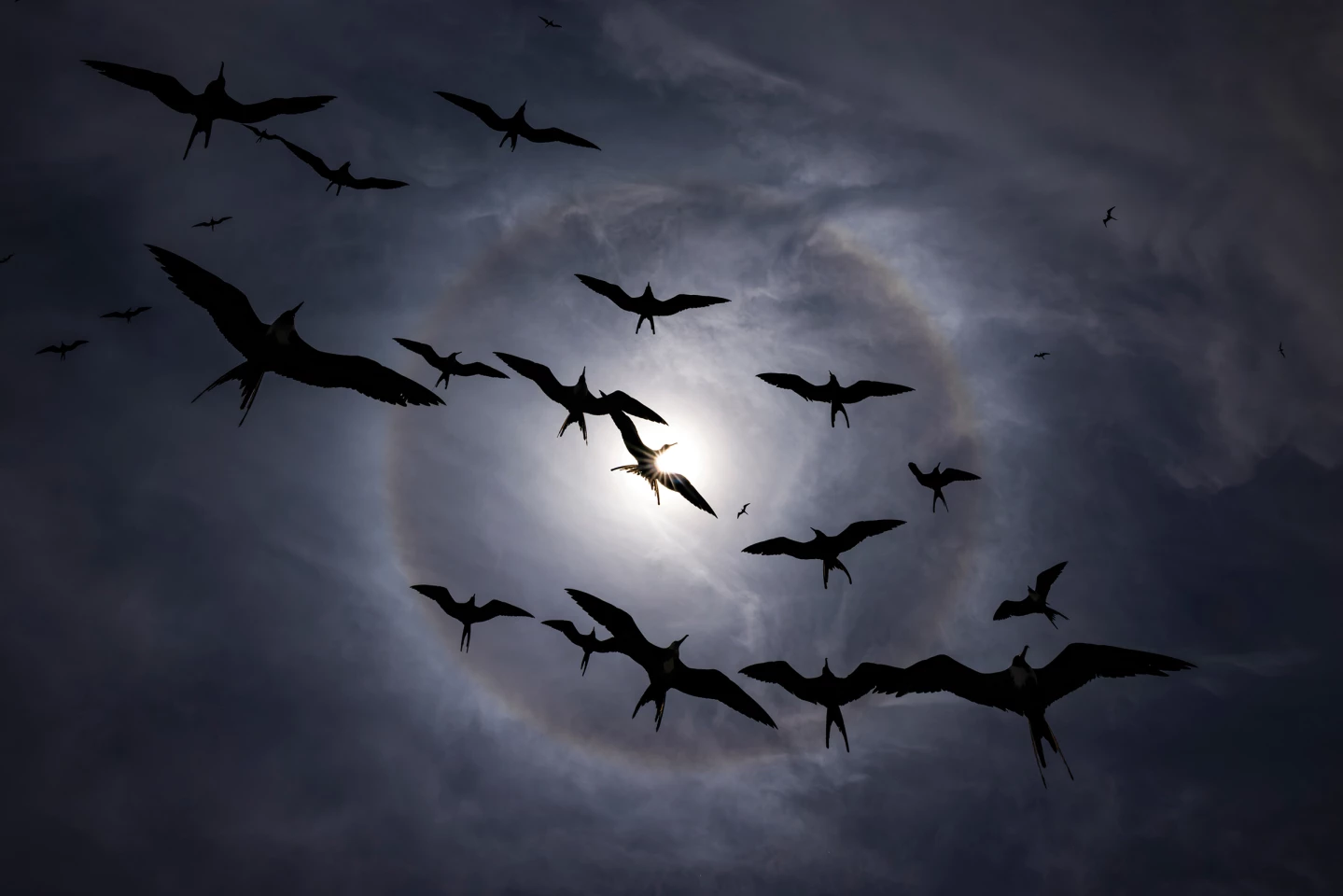 2025 Grand Prize Winner, United States and Canada: Magnificent frigatebirds by Liron Gertsman (Vancouver, BC, Canada)