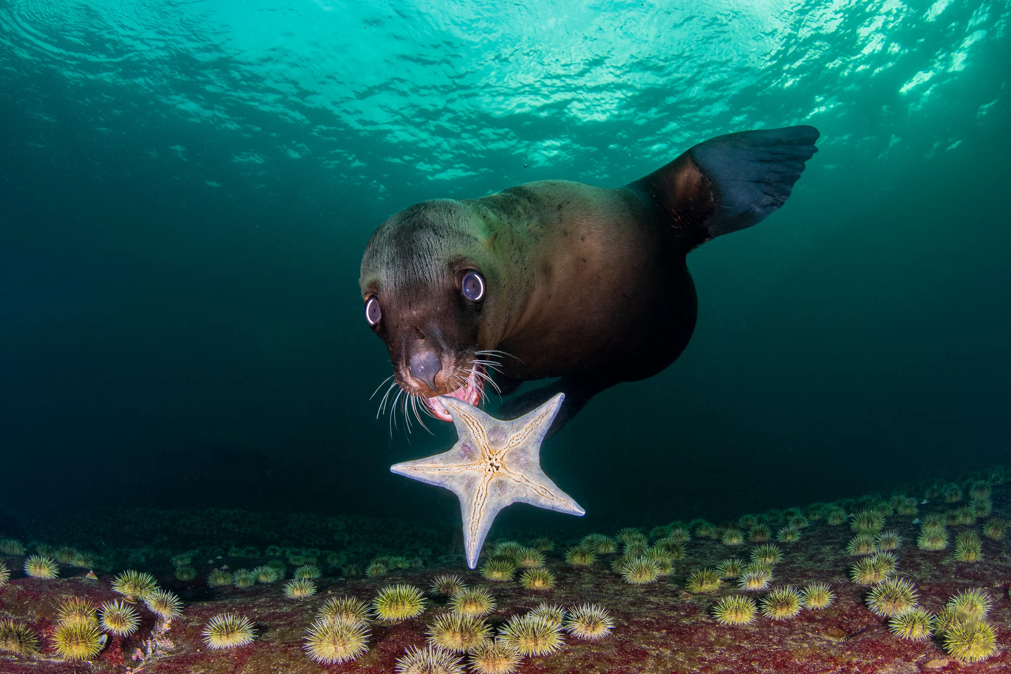 A sea lion plays with a starfish off the coast of Canada