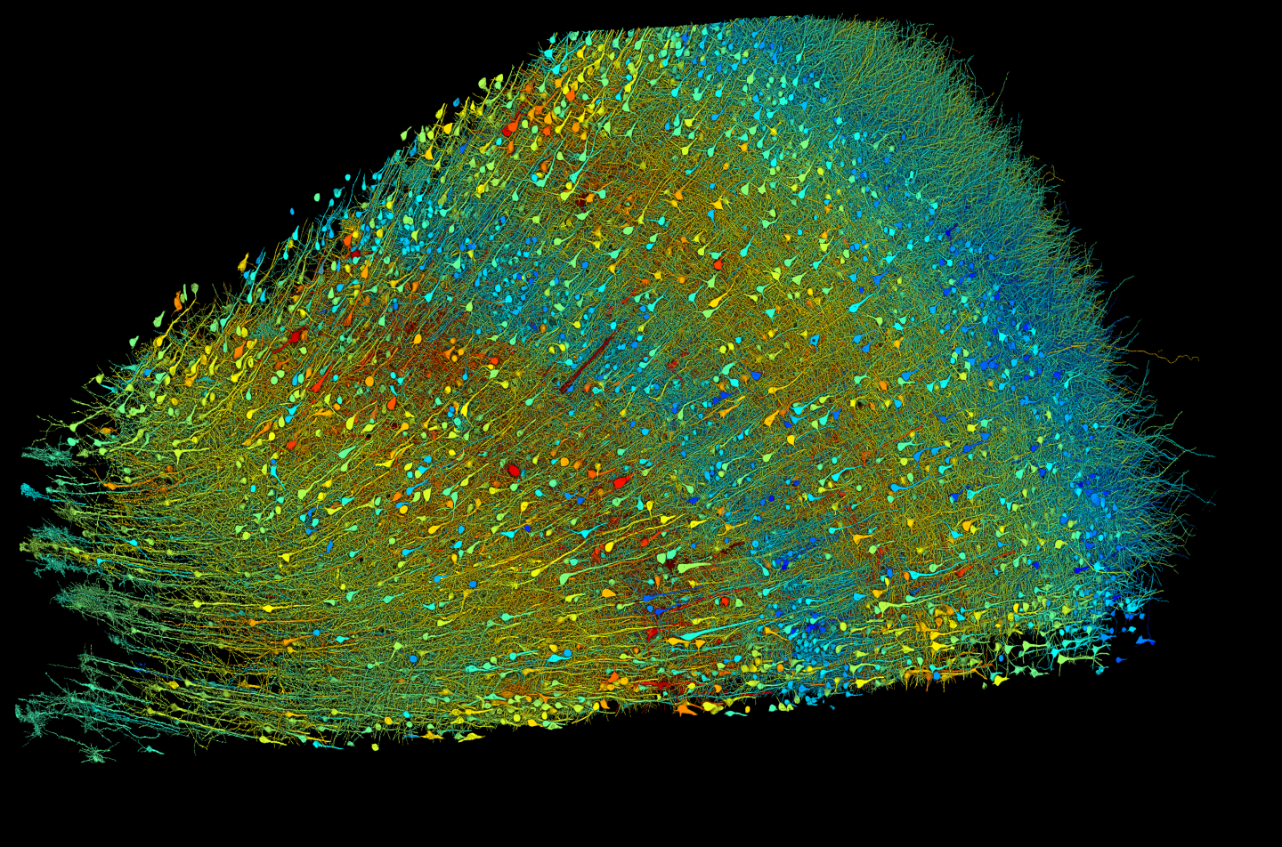 Harvard and Google researchers have created a comprehensive 3D map of almost every neuron within a tiny section of human brain tissue