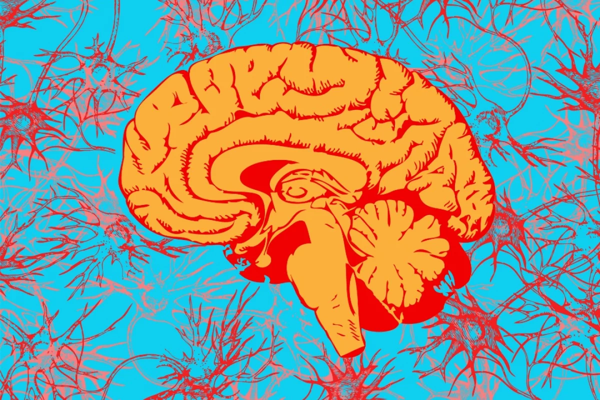 New research brings us closer to understanding how psychedelic DMT is endogenously produced in a brain, and when it is naturally released