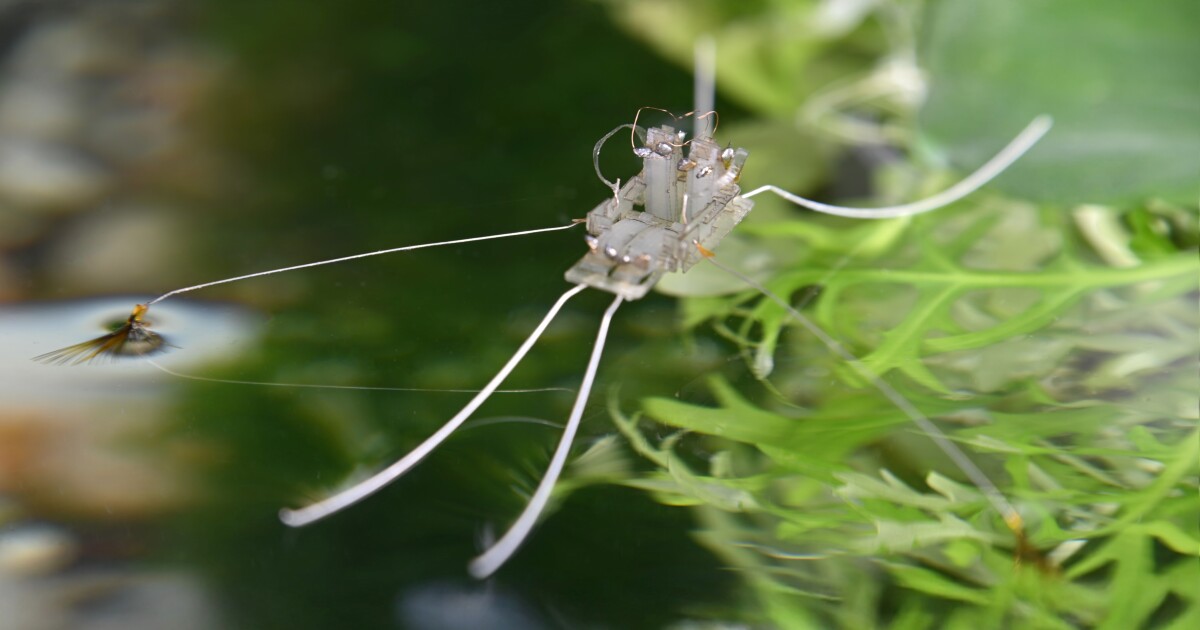 Robotic water strider mimics nature with fan-like feet
