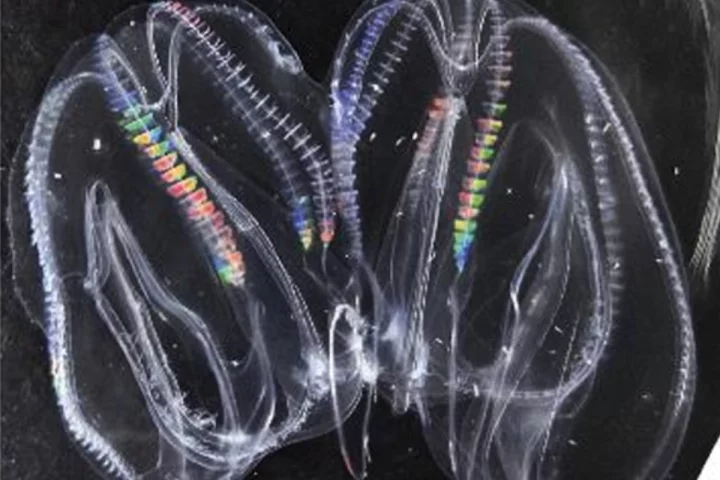 A pair of comb jellies have fused together into one organism, demonstrating a bizarre new ability
