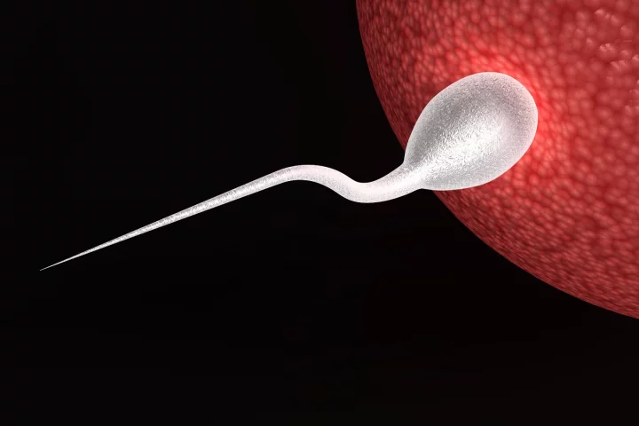 A team at UC Berkeley examined two commonly used traditional plant-based folk remedies and discovered a new mechanism that could potentially lead to non-toxic, non-hormonal contraceptives