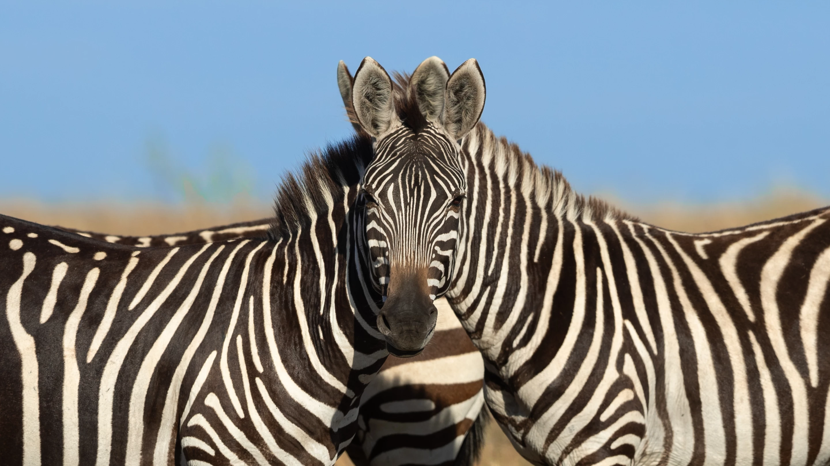"Wait which zebra is in front" – Sarosh lodhi