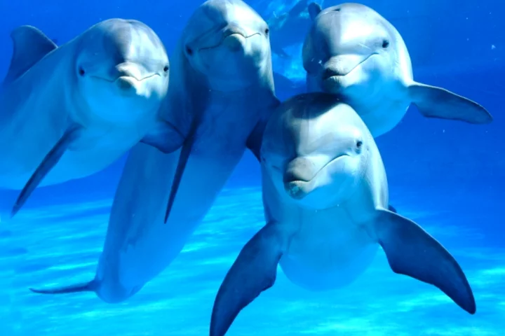 Studying the remains of several beached dolphins the research found significant signs of neurodegeneration