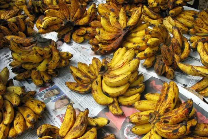 A three-fungus disease complex threatens to wipe out the world's banana crops within the next decade