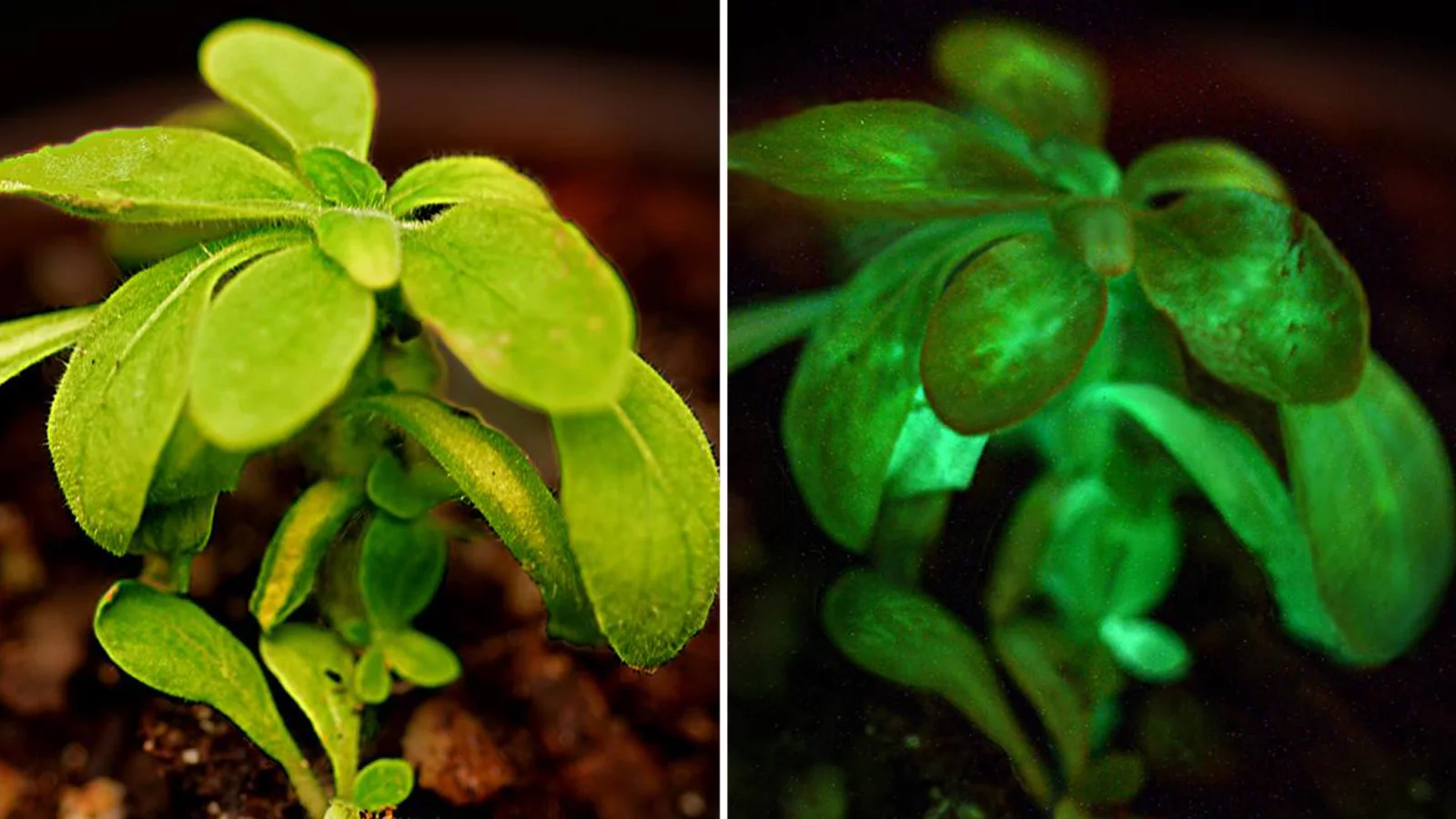 Bioglow's Starlight Avatar plants emit faint light similar in intensity to starlight – hence the name