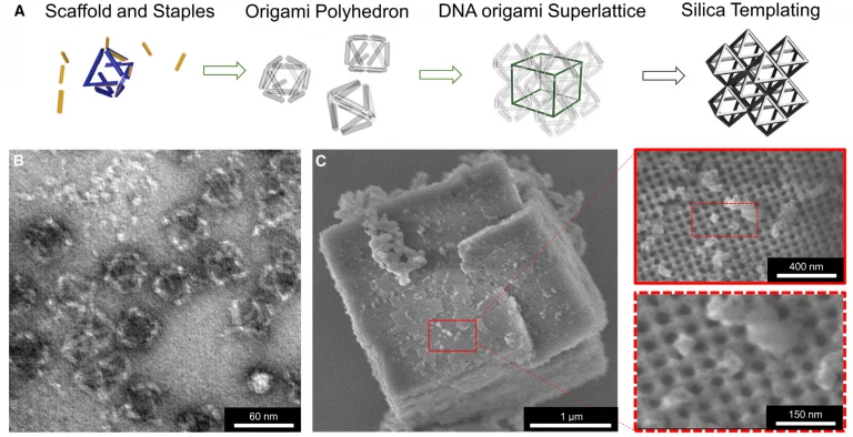 Scientists have created new strong, lightweight materials out of DNA coated in glass