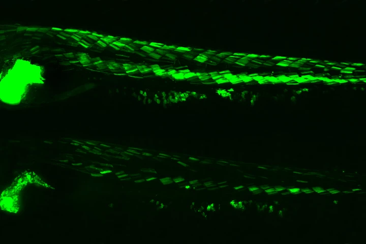 The University of Exeter's engineered zebrafish