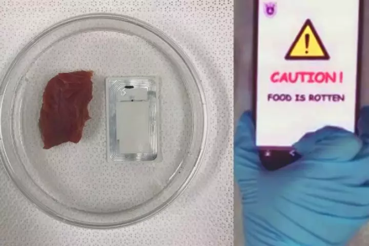 One of the sensor-equipped NFC tags squeals on a piece of rotten meat