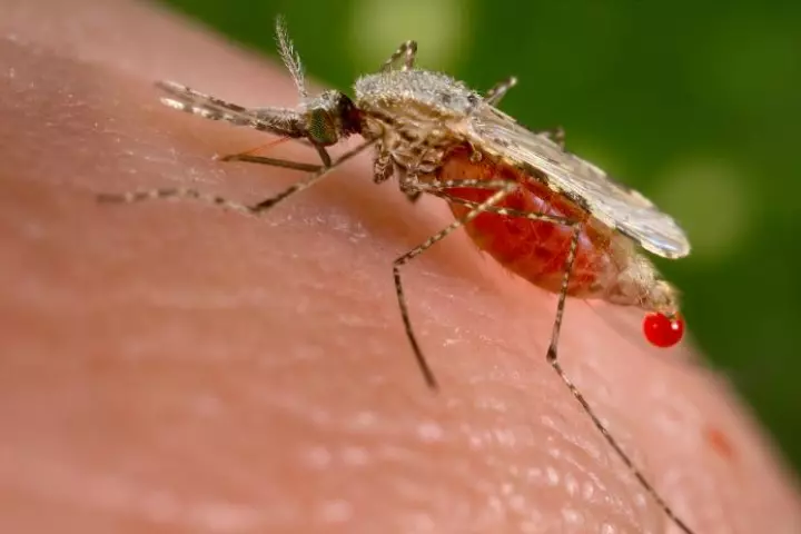 Scientists have created genetically-modified mosquitoes that are incapable of spreading malaria
