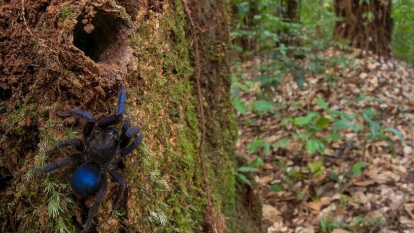 This bright blue tarantula was discovered in Guyana, South America, far away from previously-known species of the spider of the same color