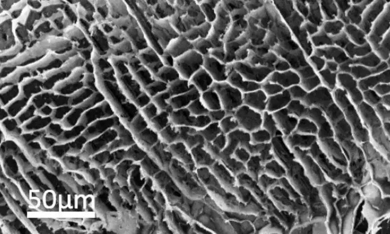 A microscope image of the foam shows the rough surface that allows it to cling to CO2 molecules