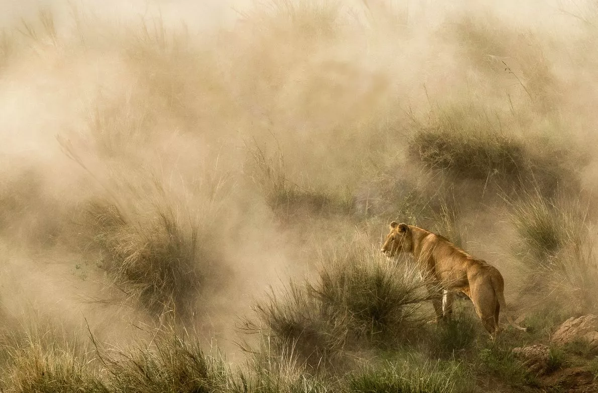 Finalist - Nature. Lioness in a sandstorm, on the banks of the Mara River, Kenya