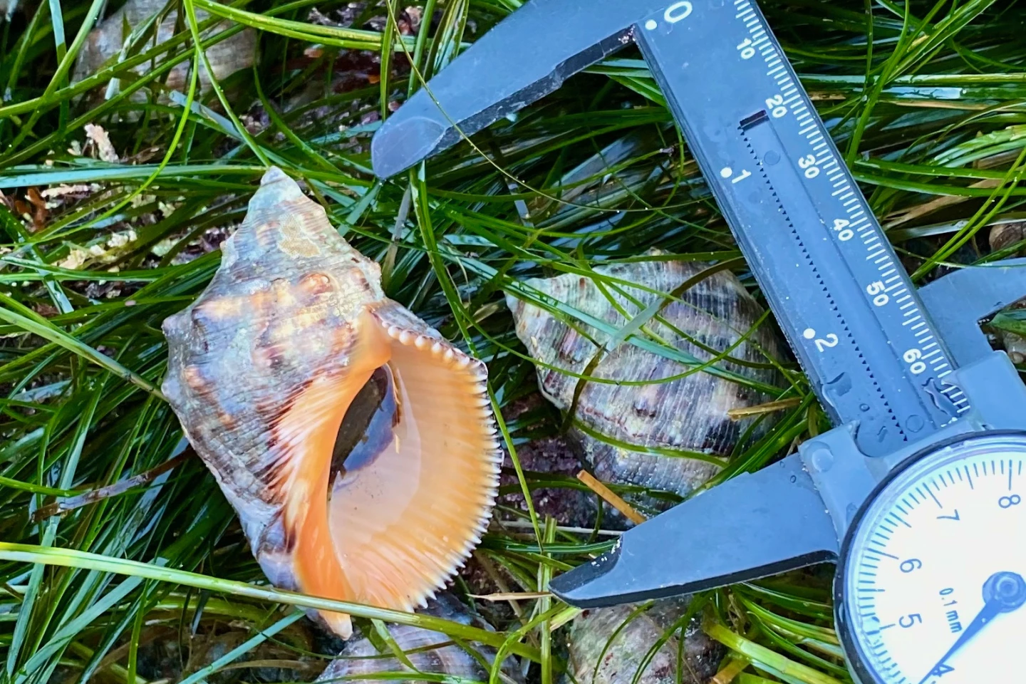 One of the large invasive predatory snails, Stramonita biserialis