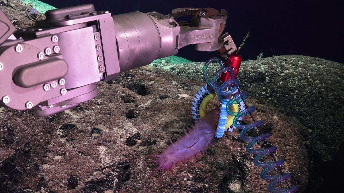 The gripper grasps a sea cucumber