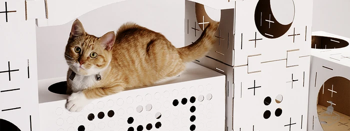 Blocks has been tested out on lots of different-sized cats