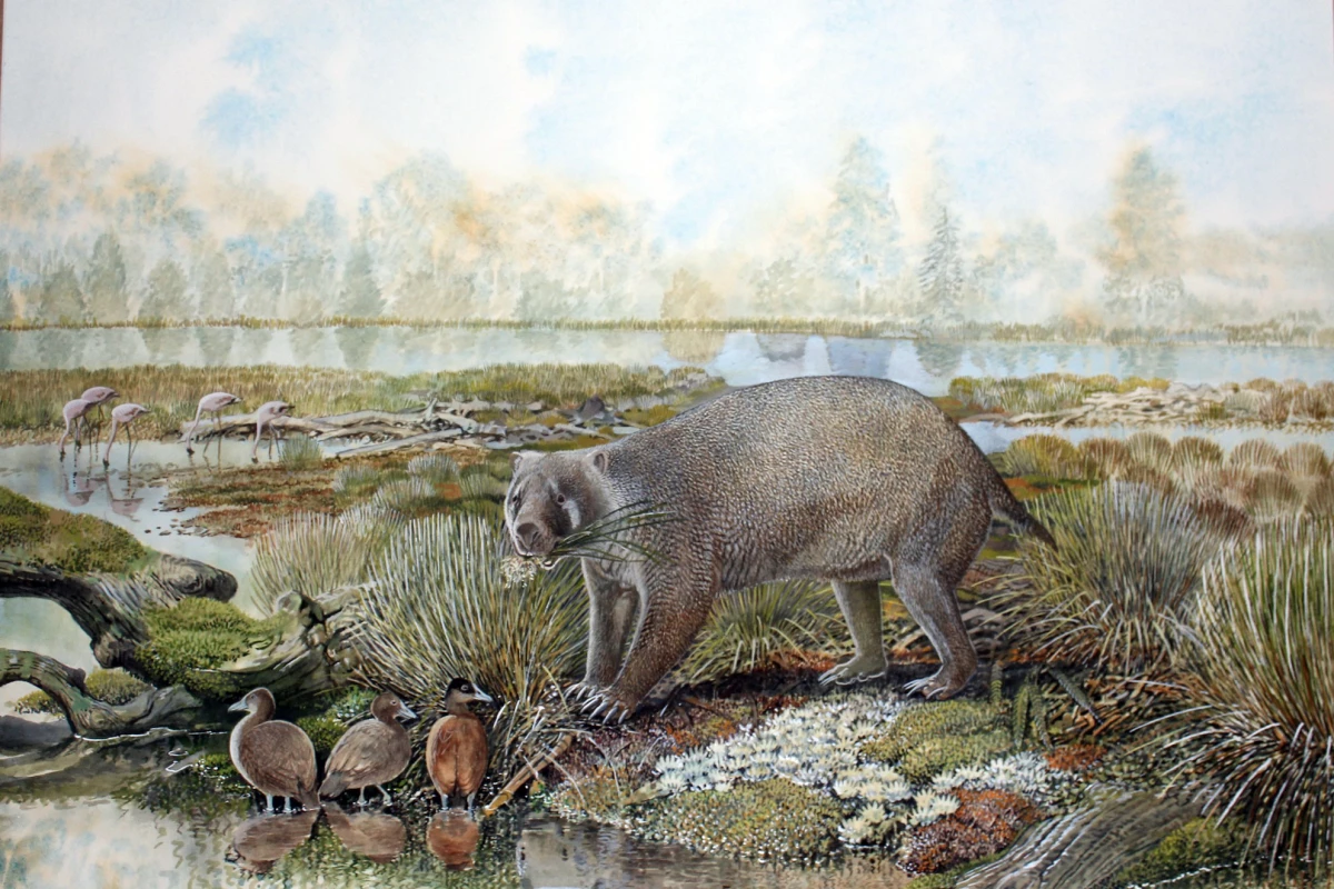 Mukupirna nambensis was over four times the size of a modern wombat