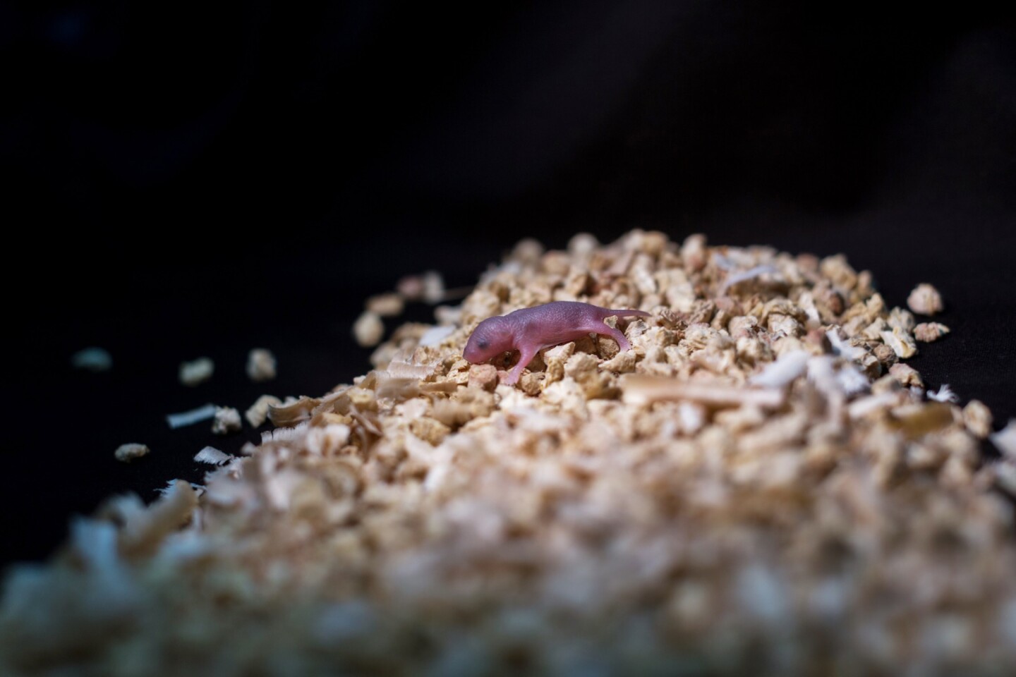 A mouse pup born from DNA of two fathers