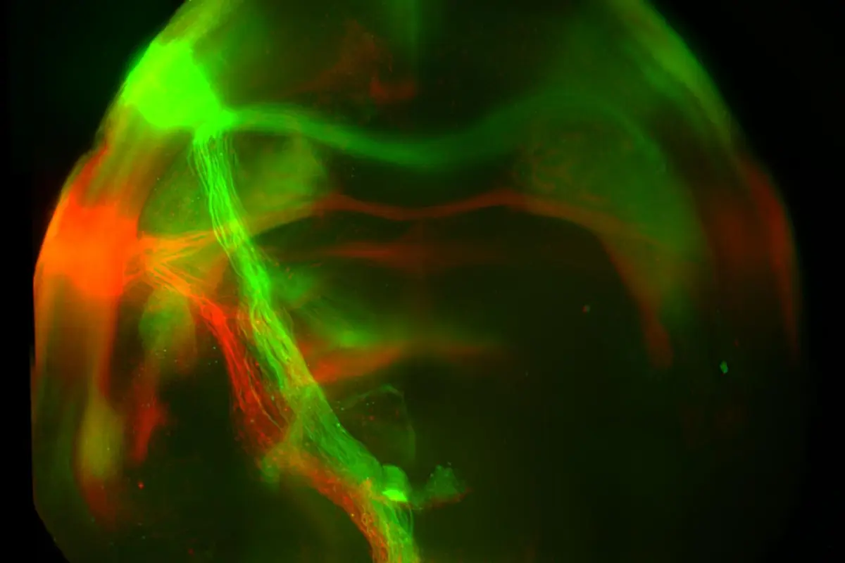 Neural projections from the sweet (green) and bitter (red) pathways terminate at distinct targets in the amygdala in the brains of mice