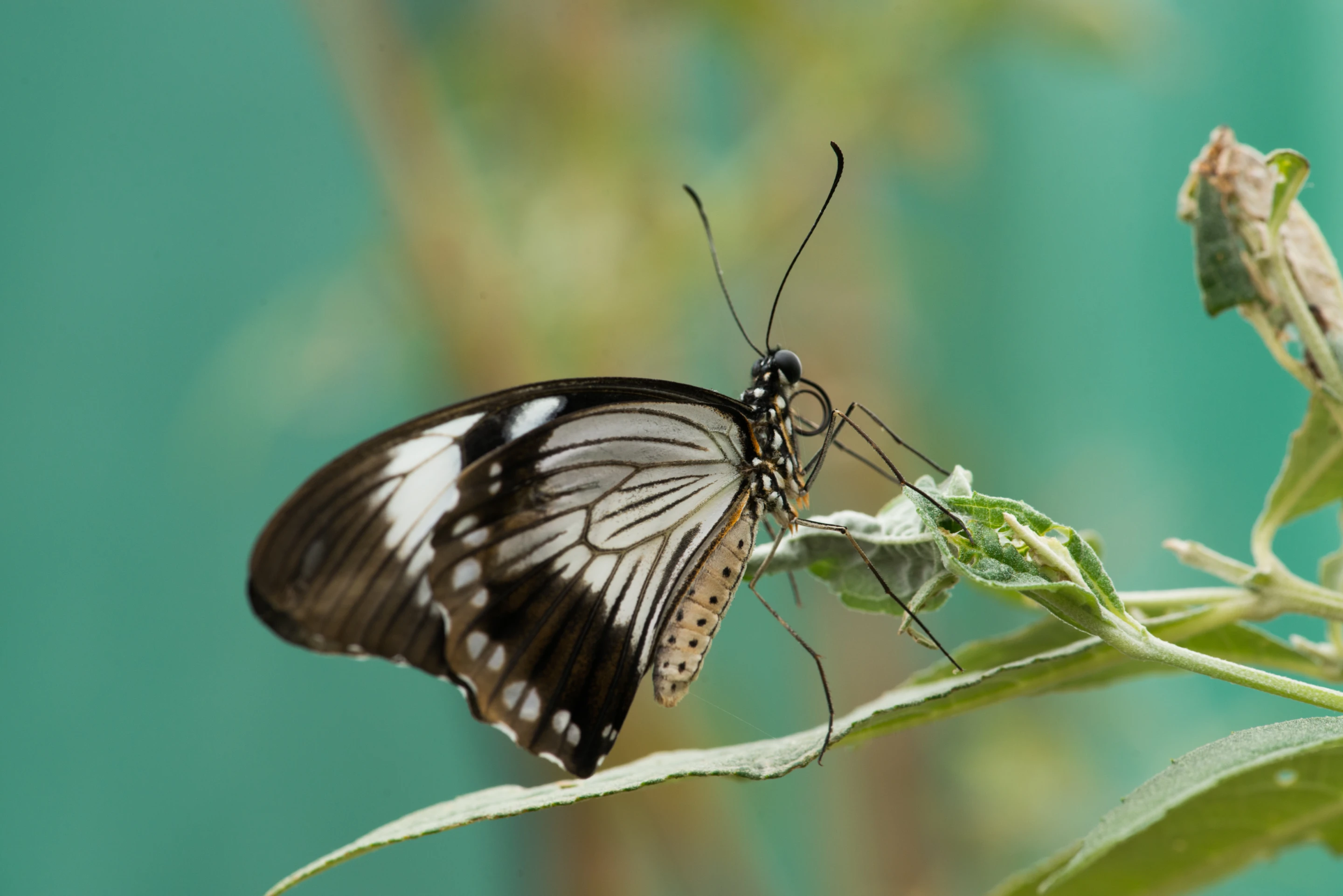 When working at close distances, macro lenses have a tiny depth of field
