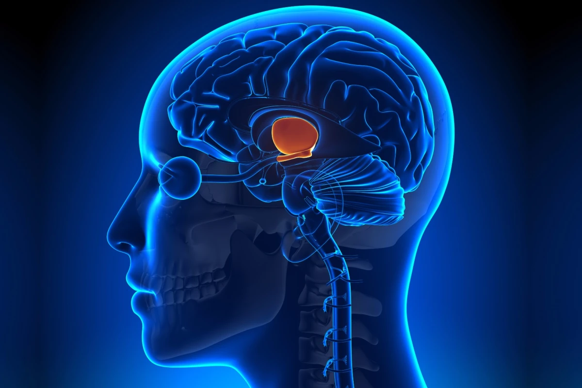 Stem cells in the hypothalamus have been found to influence the aging process