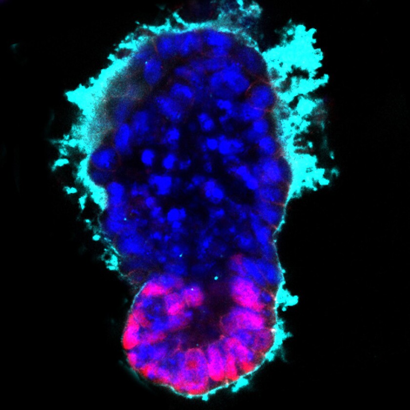 Zernicka-Goetz's team compared their synthetic embryo's development to that of the real thing and found it followed the same pattern