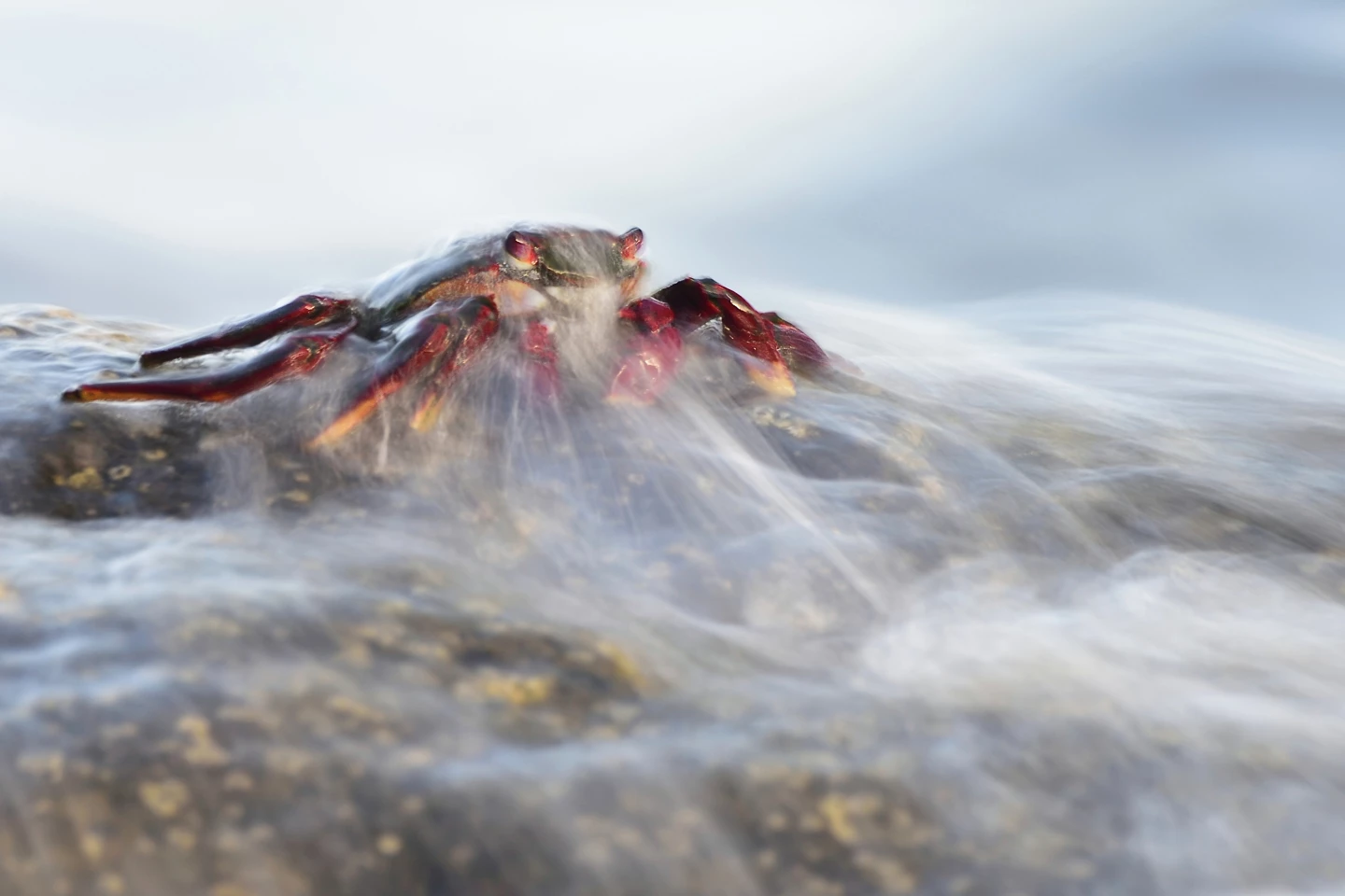 The Ghost of the Rocks: a red crab sits stoic as water washes over itShot on La Gomera Island, Spain. Gold in the Behavior - Invertebrates category