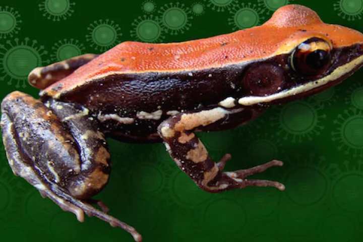 Skin excretions from a southern Indian frog could have flu-fighting properties