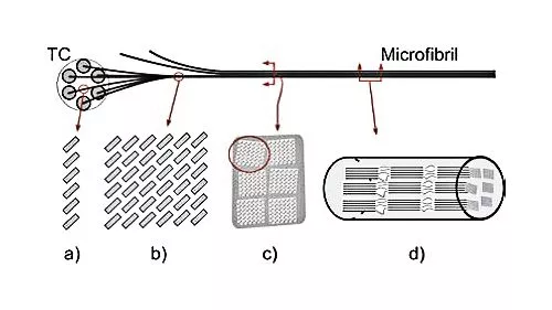 Structure of a nanofibril of cellulose down to the locations of individual cellulose chains