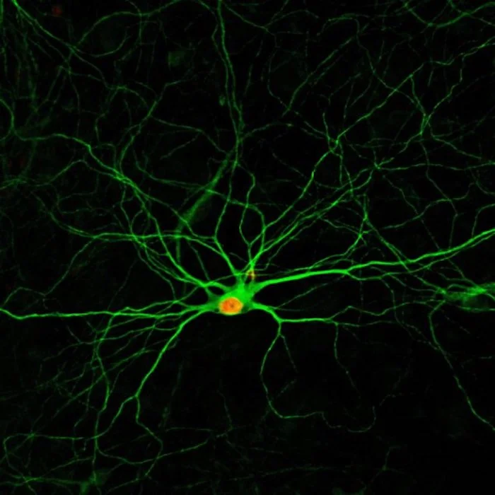 New neurons, four months after being converted from glial cells thanks to a chemical formula developed at Penn State