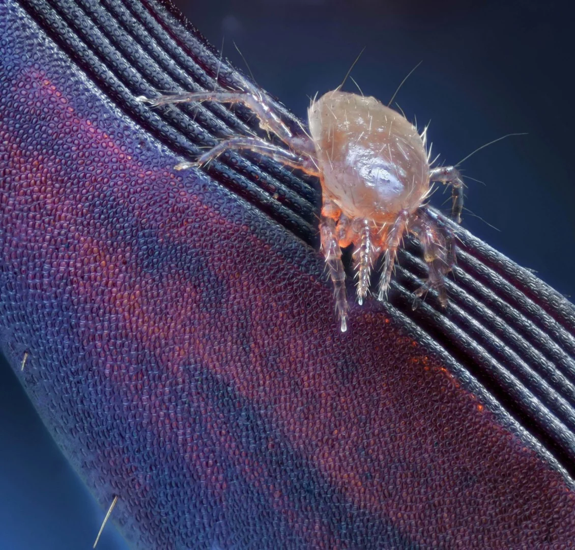 Image of Distinction: Mite on an antenna of a May bug