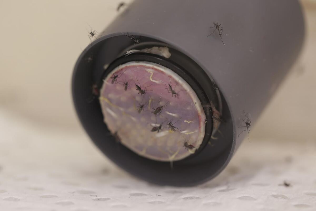 Development of the Zika-resistant mosquitoes was carried out within a quarantined insectary at the CSIRO’s biocontainment facility