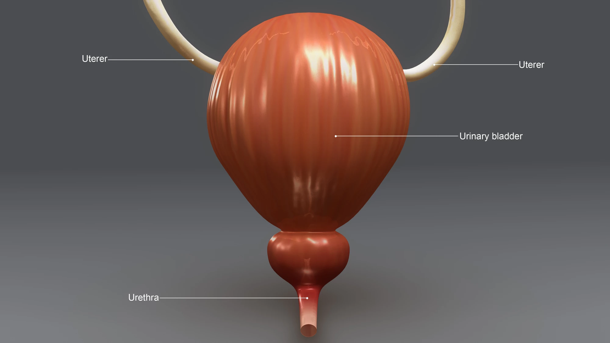 A model of the urinary system