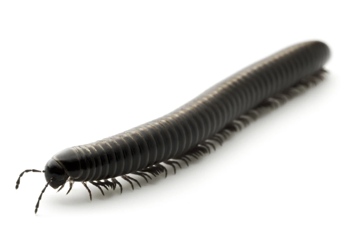 A millipede fossil may be the world's oldest bug