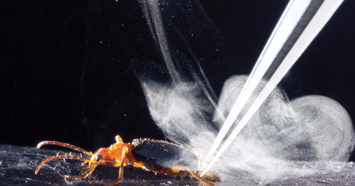 Secrets of bombardier beetle's superheated defensive spray revealed