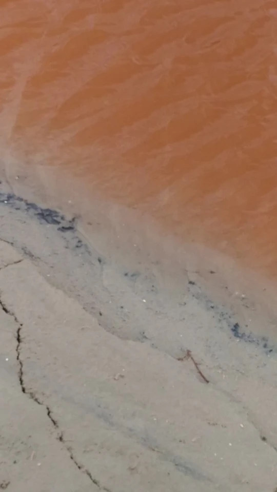 The water in the candy-pink Laguna de Peña Hueca derives its color from the red cells of the salt-loving algae Dunaliella salina EP-1