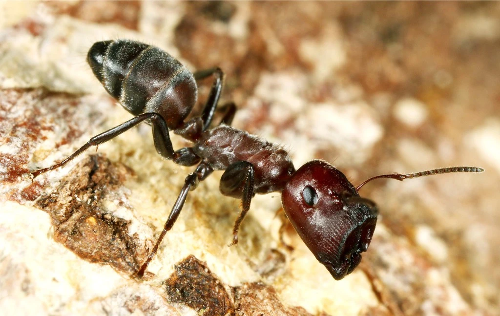 The researchers found that when Colobopsis explodens are threatened by a predator, the minor workers rupture their bodies